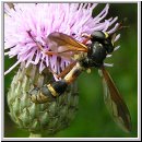 Physocephala rufipes - Dickkopffliege 02.jpg